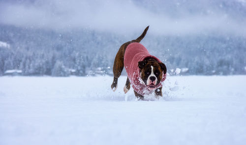 Dog running on snow field