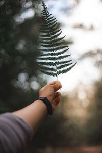 Close-up of hand holding leaf