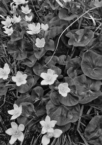 Full frame shot of flowering plants on field