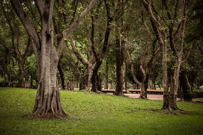 Trees in forest