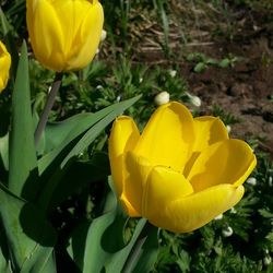 Close-up of yellow flower