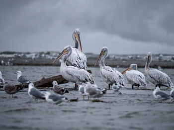 Seagulls perching on a sea