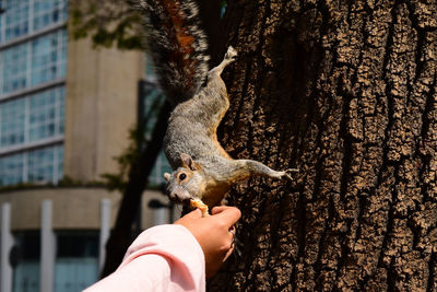 Close-up of hand holding squirrel on tree trunk