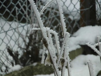 Close-up of frozen metal during winter
