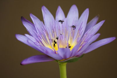 Close-up of insect on purple flower