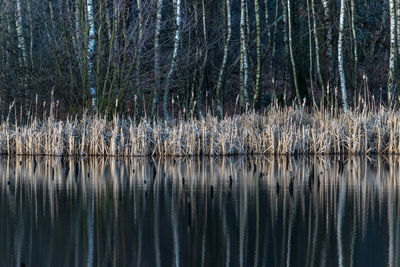 Scenic view of lake in forest