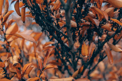 Close-up of dry leaves on plant