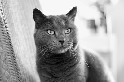 Close-up portrait of tabby cat