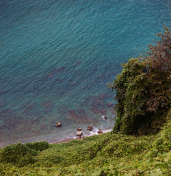 High angle view of sheep on shore
