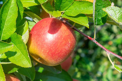 Close-up of strawberry growing on plant