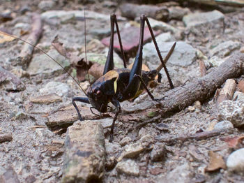 Close-up of insect on rock