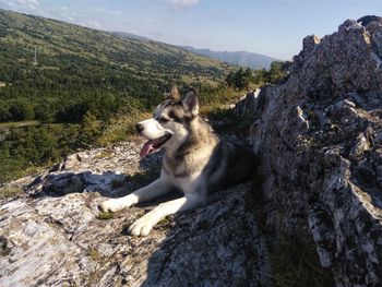 View of dog on rock