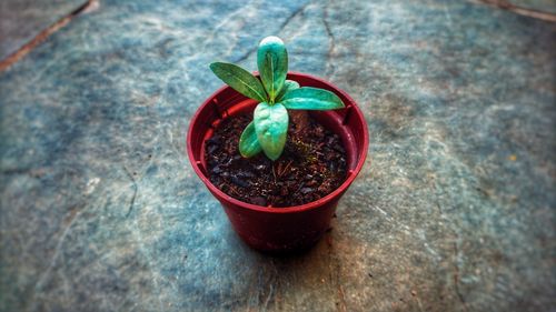 Another little plant in the vase 