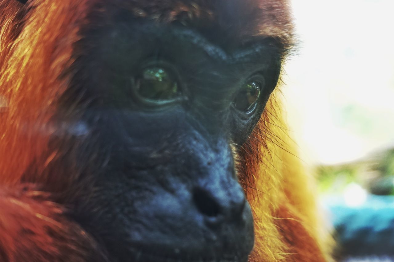 CLOSE-UP OF BLACK MONKEY