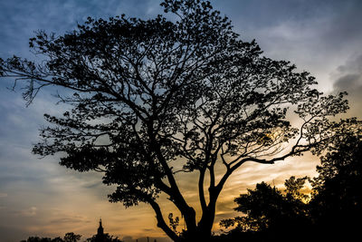 Low angle view of silhouette tree against sky during sunset