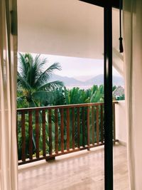 Palm trees seen through window