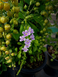 Close-up of pink flowers