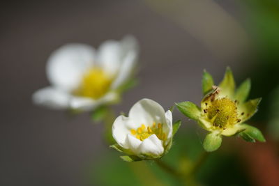 Close-up of white flowering plant