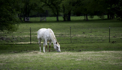 Portrait of a white stallion on a farm in chattanooga, tennessee usa