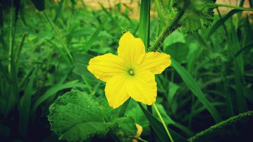 Close-up of yellow flower