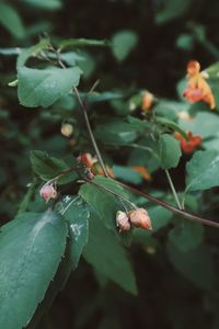 Close-up of leaves on plant