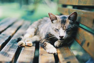 Close-up portrait of cat