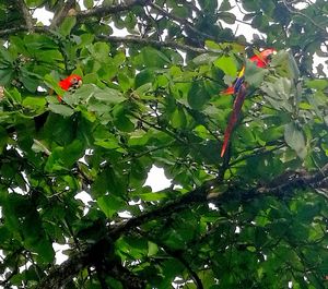 Low angle view of parrot perching on tree