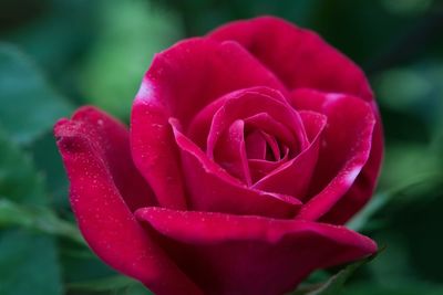 Close-up of pink rose