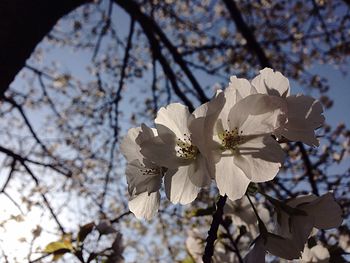 Low angle view of flowers on tree