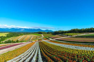 Scenic view of agricultural field against blue sky