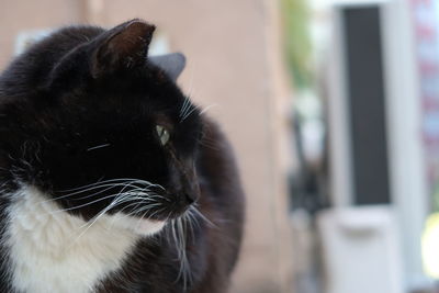 Close-up portrait of cat