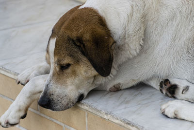 Close-up of a sleeping dog