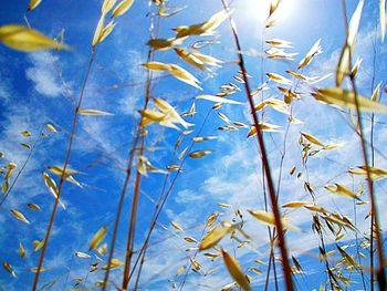 Low angle view of plants against blue sky