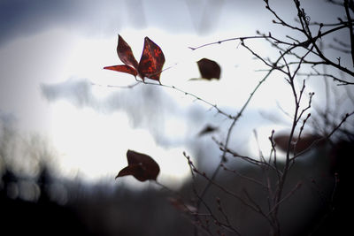 Close-up of red flowers against sky