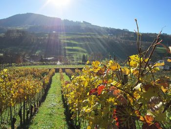 Scenic view of vineyard against clear sky