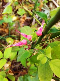 Close-up of pink flower