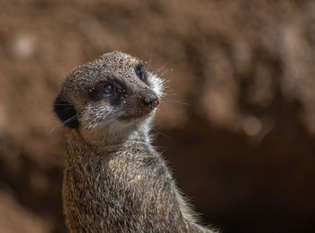 Close-up of an animal looking away