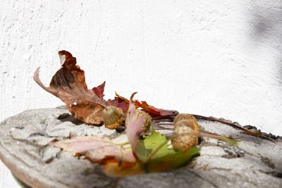 Close-up of dry leaves on wall