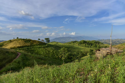 Scenic view of agricultural field against sky