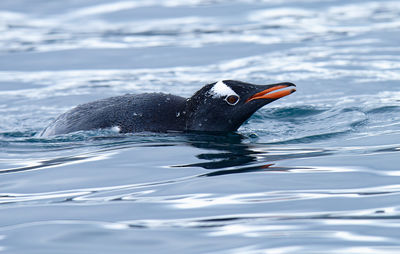 Close-up of a swimming gentoo penguin pygoscelis papua at fort point, antarctica