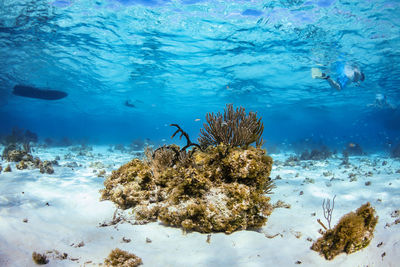 Coral and snorkellers in the caribbean 