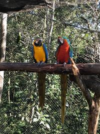 View of birds perching on branch