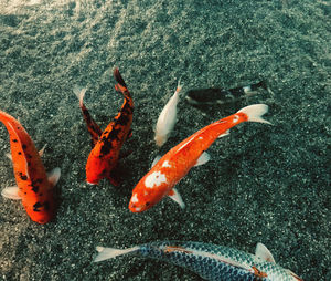 High angle view of koi carps swimming in sea