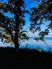 Low angle view of silhouette trees against sky
