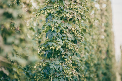 Close-up of plants