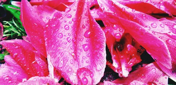 Close-up of pink flower