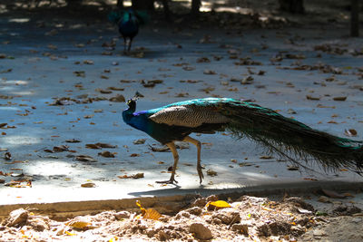 View of birds on beach