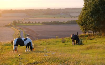 Horses grazing in a field