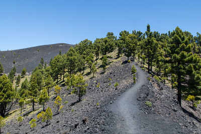 Scenic view of trees against clear blue sky