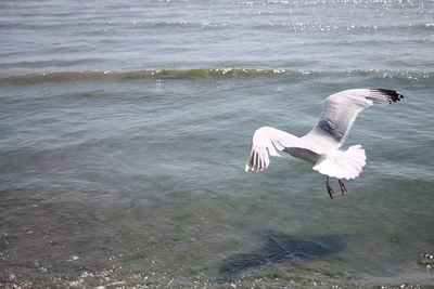 Swan flying over water